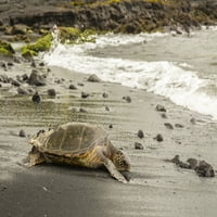Havaji, punalu'u crna pješčana plaža. Zelena morska kornjača ulazak surfa. Poster Print Jaynes Gallery