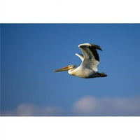 Leteći pelikanski poster Ispis Richarda habanja, - velika