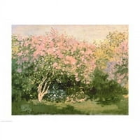 Posteranzi balxir182548large lilac u suncu Poster Print by Claude Monet - In. - Veliki