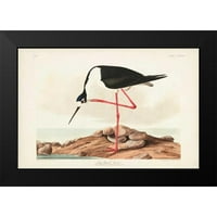Audubon, John James Black Moderna uokvirena muzejska umjetnost Print pod nazivom - PL dugo noga