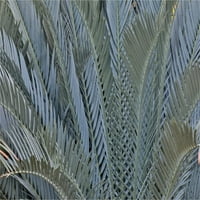 Lišće palma u srebrnom biljnom ekranu, Sanderwood Gardens Conservatory, Pennsylvania Poster Print by