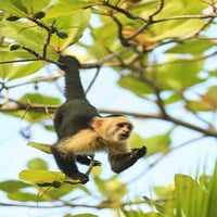 Kapucin majmun sa bijelim licima. Roatan, Bay Islands, Honduras Poster Print Stuart Westmorland