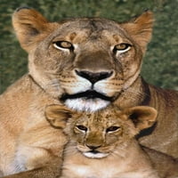 Los Angeles, afrička lavica majka i mladunče od Davea Wellinga