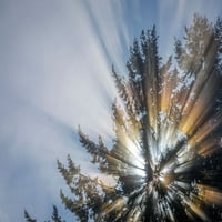 Washington State-Seabeck Morning Sunburst na drvetu Jaynes Galerija