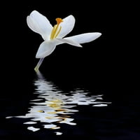 Cvijet krokusa odražen u vodi; Alnwick, Northumberland, Engleska od Margaret Whittaker Dizajn slika