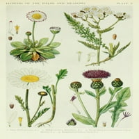 Nova britanska flora Daisy et al Poster Print J.N. Fitch