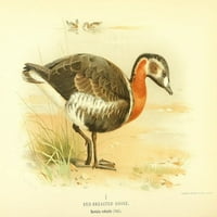 Ptice britanskog ostrva guska, crveno grud postera Print Archibalda Thorburn-a