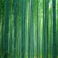 Bambusova šuma, Sagano, Kjoto, Japan Poster Print