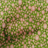 Onuone pamučna poplin zelena tkanina cvjetna i teksturna tkanina za šivanje tiskane ploče za obnarenje