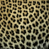 Južna Afrika izbliza leopard tačaka Jima Zuckermana