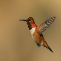 Mužjak Rufous Hummingbird Poster Print - Ken Archer