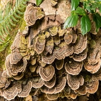 Gljiva koja raste na padu stablo u prašumičnim posterima Ispis panoramskih slika