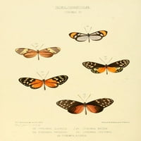 Egzotični leptiri Ithoma Poster Print W. Chapman Hewitson