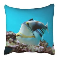 Šareni akvarij pod vodom tropskih riba plavih jastučnica