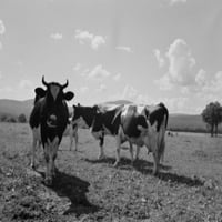 New Hampshire, Lancaster, Holstein krave na paškom plakatu Ispis