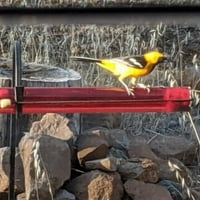 Hummingbird cijev za cijev, 11,7 zid viseći pitku za piće, ptice hranjenje prozirne cijevi s rupom, vrtni ukras