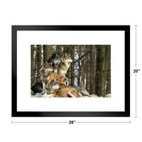 Sivi vukovi vukovi na stijenama šumsko drveće priroda divlji životinjski izviđački odmor boja Fotografija Fotografija Matirani uokvireni umjetnički zidni dekor 20x26