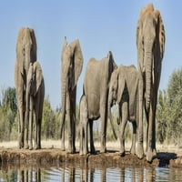 Afrički slonovi na vodovodu, mashatu Igra rezervat, Bocwana Poster Print